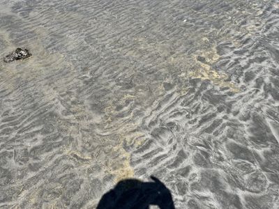 Turistas usando sapatilhas aquáticas caminhando sobre os recifes de Paripueira na maré baixa, observando a vida marinha